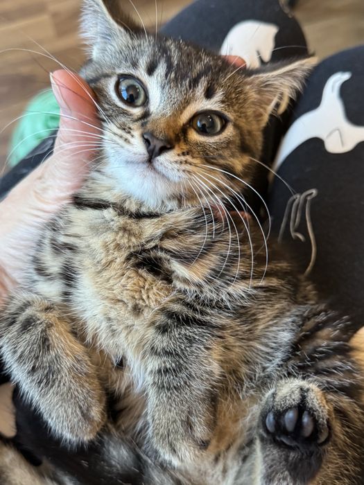 Kotka 7 tyg do adopcji