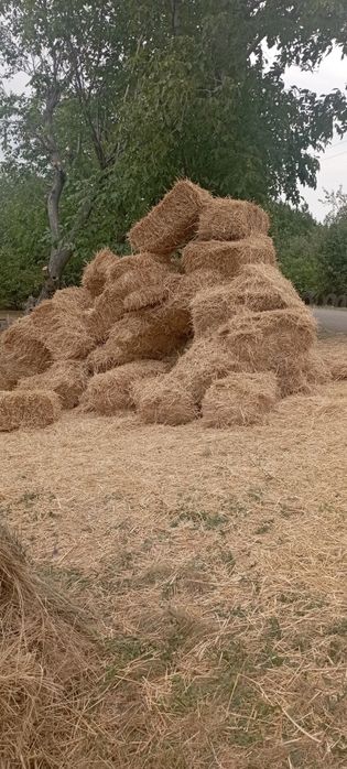 Солома пшеничная, ячневая свежий укос 2025 г