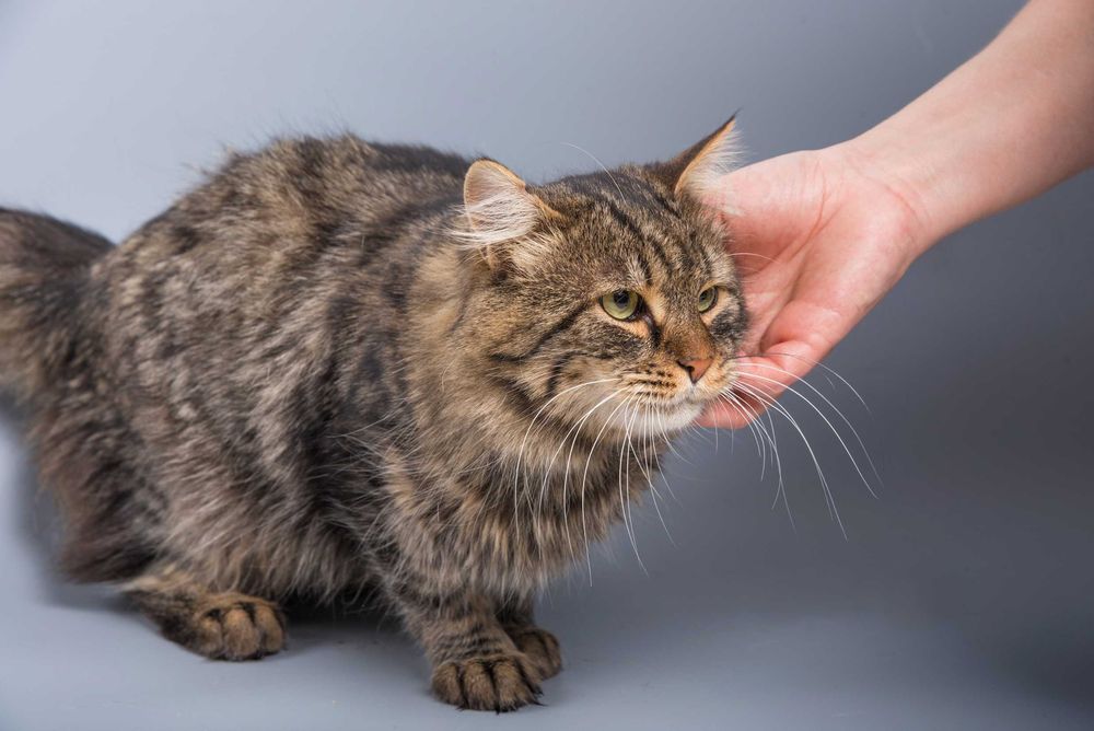 Молодий котик, кіт Грей в пошуках дому, 1 рік, стерилізований