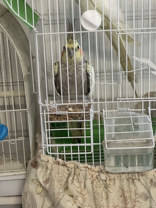 Vendo ring neck e caturra