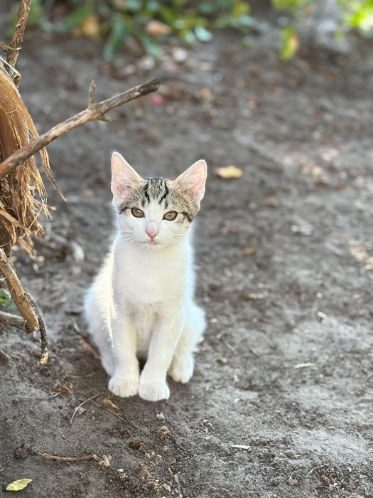 Белая ласковая кошечка нуждается в доме