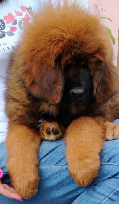 З родоводом цуценята тібетського мастіфа китайське походження