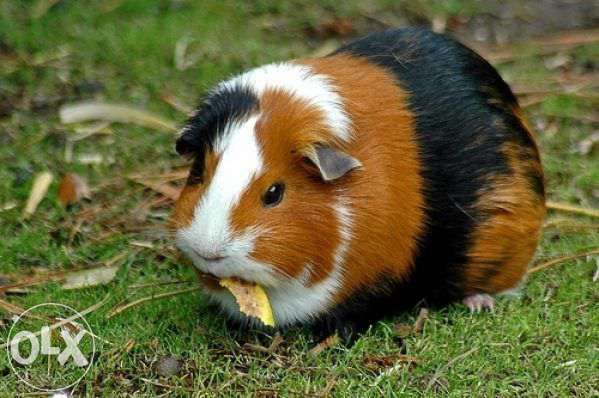 Морские свинки гладкошорстные