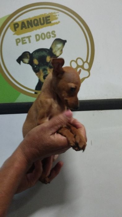 Pincher Zero desponivel para entregantrega