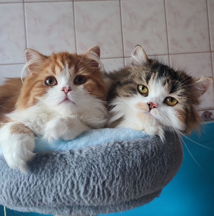 Шотландский котик