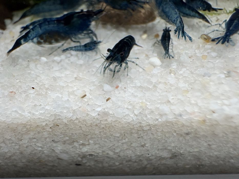 Krewetki Blue  Velvet