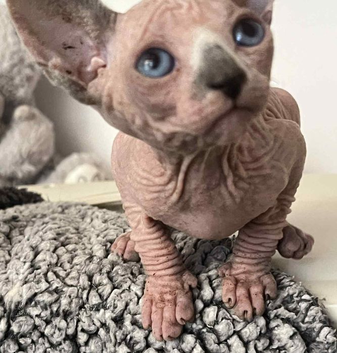 Sfinks Kanadyjski, kotka