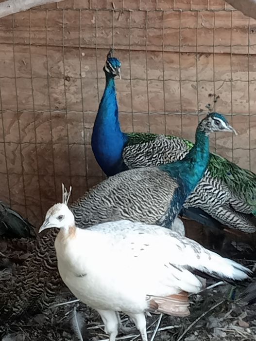 Pavão com um ano ...macho