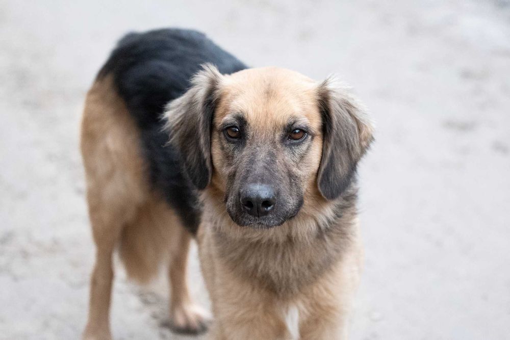 CZINI - młody wesołek