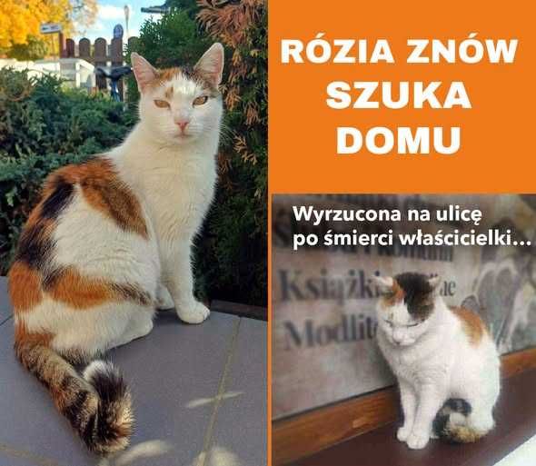 Oddam kota do adopcji