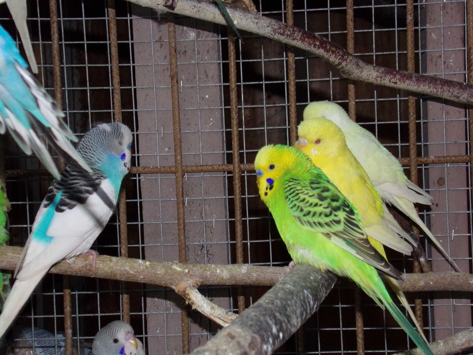 Papugi papużki faliste MŁODE 2026 WARSZAWA