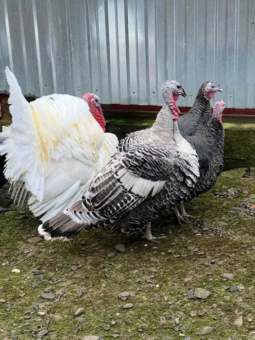 Продам три індички