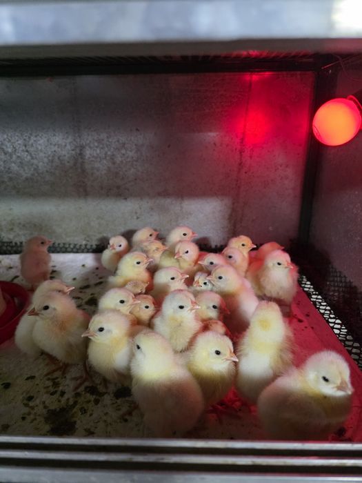 Курчата Легорн.    .