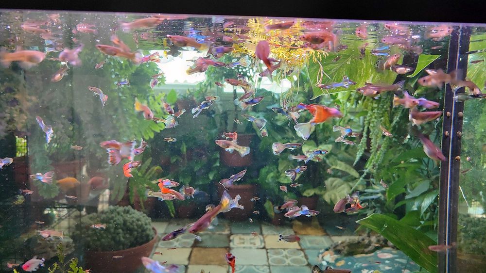 Гуппі. Акваріумна рибка