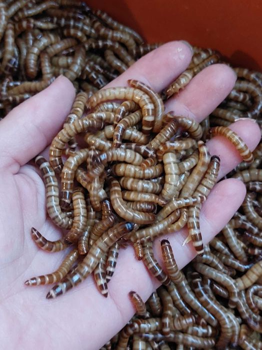 Зофобас/зоофобус- личинки, живой корм