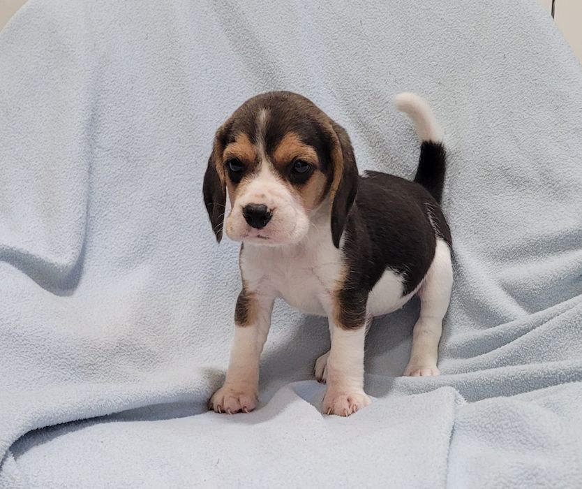 Beagle macho bebé