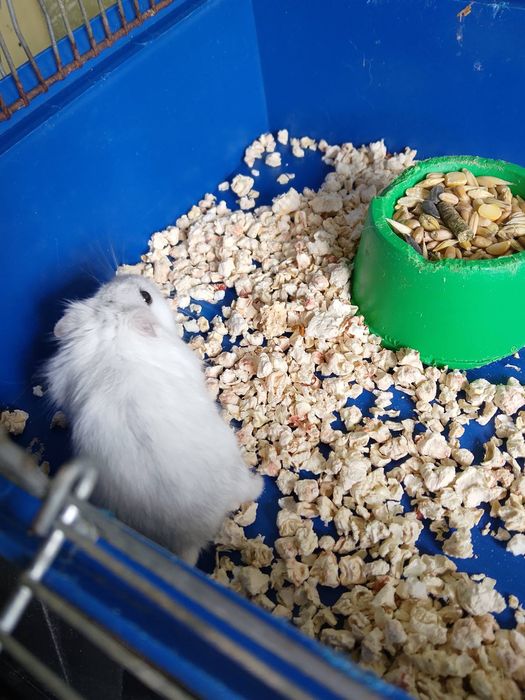 Джунгарскией хомяк