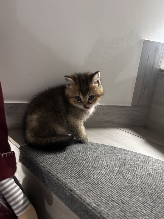 Piekny kocurek brytyjski