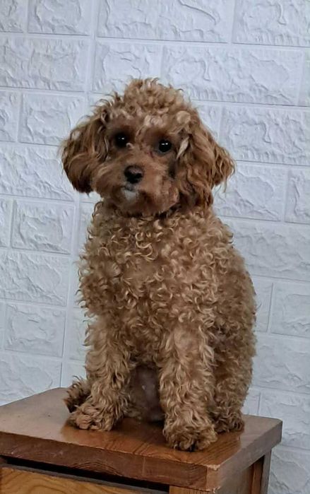 Cavapoo f1  piesek cavalier x pudel toy 12 tyg aktualne