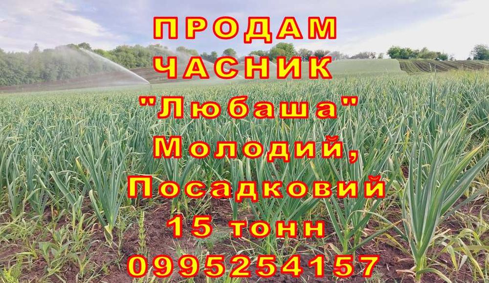 Продам ЧАСНИК 16 тонн Любаша Молодий Посадковий Товарний Чеснок Молодой ОПТ