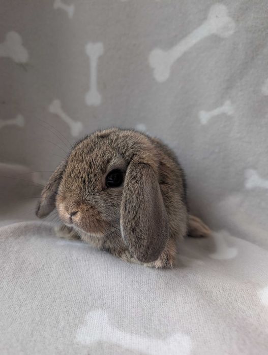 Mini lop, baranek miniaturka, metryka