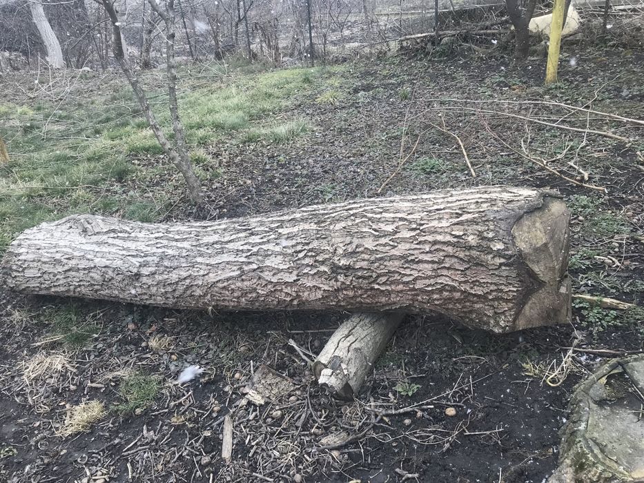 Стовбур горіха на матеріал, продам горіх, колода горіх