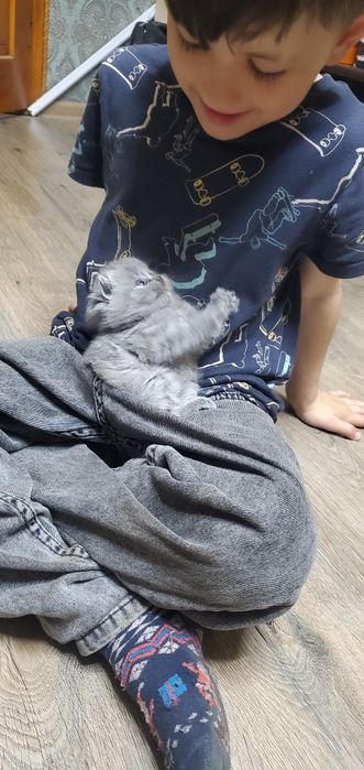 Шотландські кошенята котик кішка