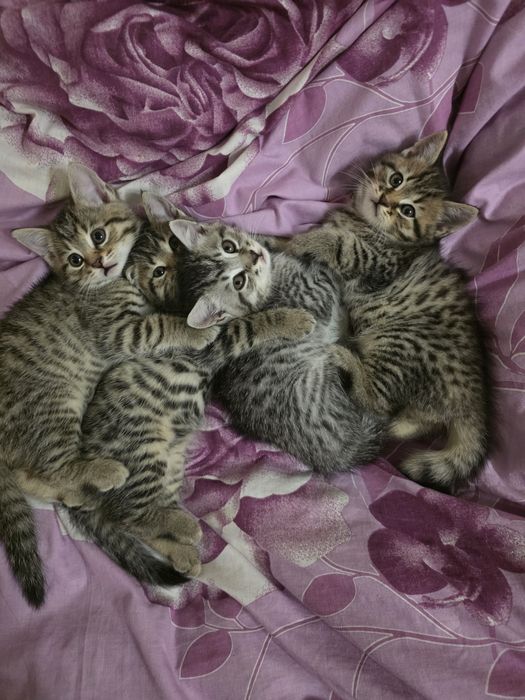 Котята шотландці гарнесенькі