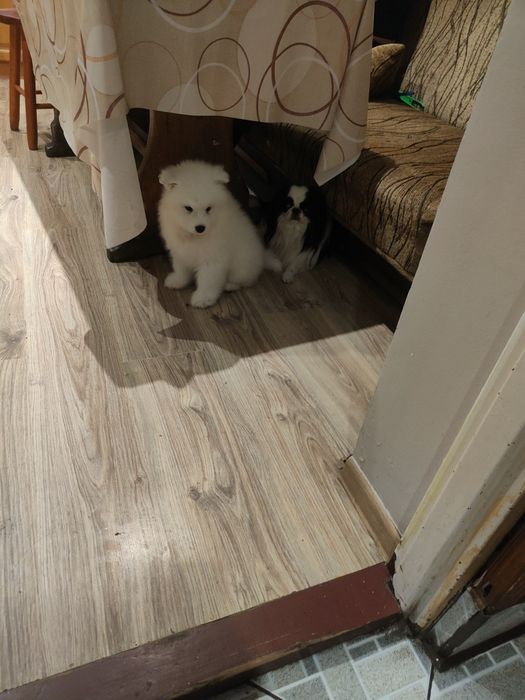 Samojed, biała kropka