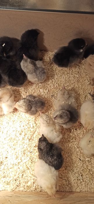 Kurczęta kilkudniowe nioski mix