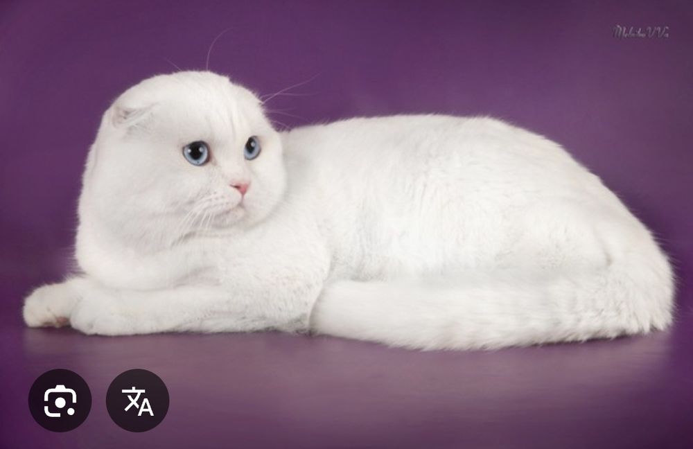 Шотланец скоттиш фолд вязка случка кот шотландский вислоухий британец