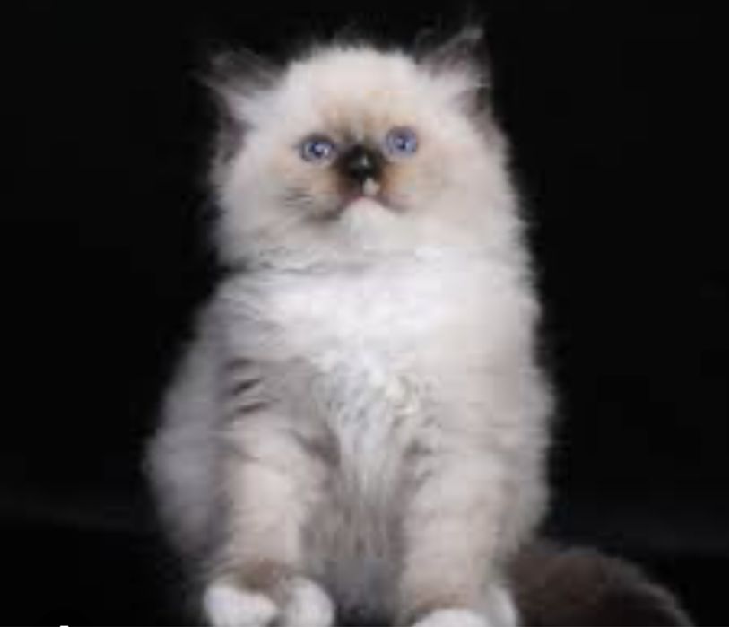 Рэгдолл кошеня очень красивые котята