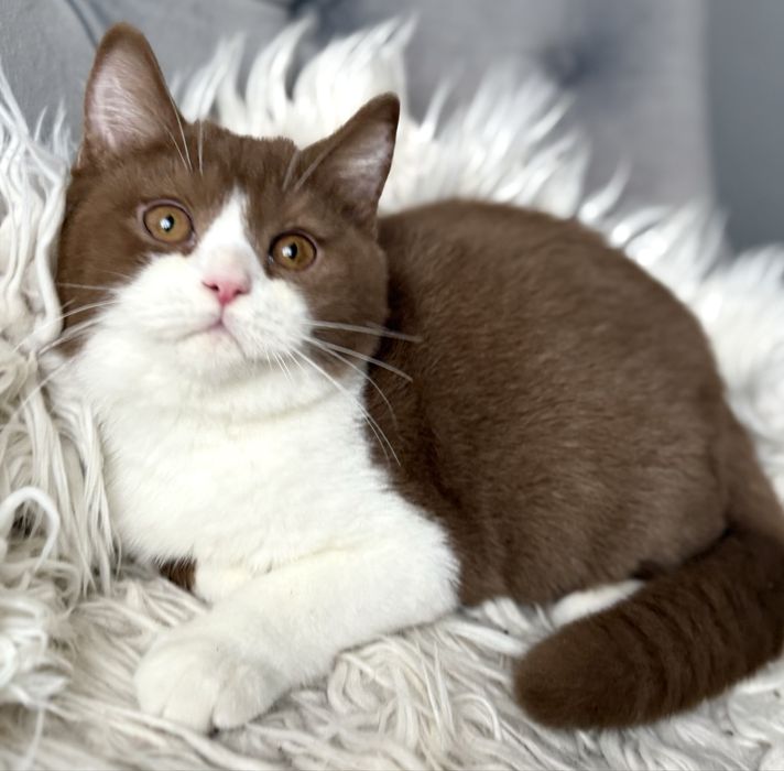 brytyjski cynamonowy bikolor