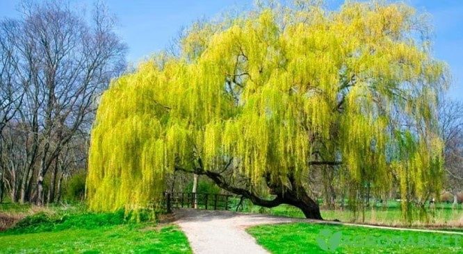 Іва Вавілонська, горобина червона, рябіна, липа