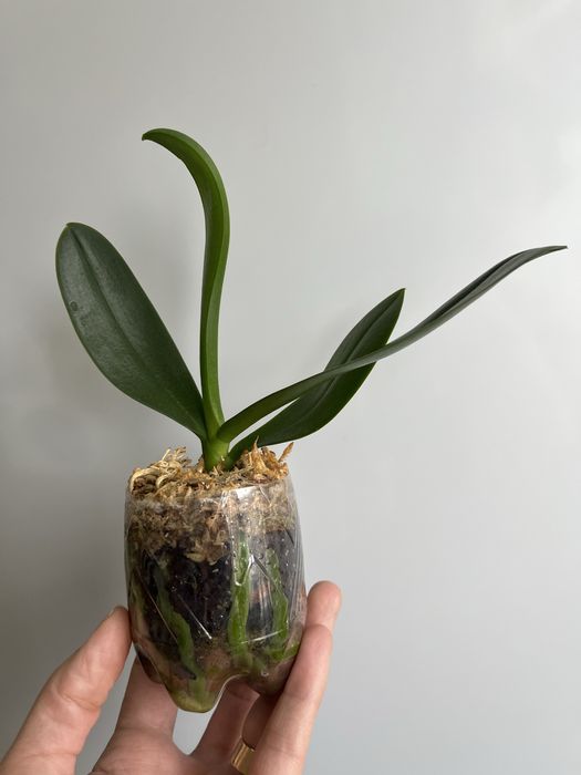 Фаленопсис-сюрприз