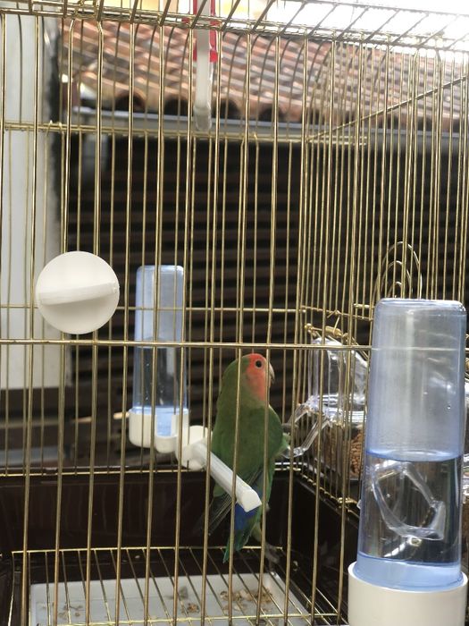 Vendo agapórnis rosileconis