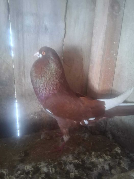 Sprzedam golebie Kingi