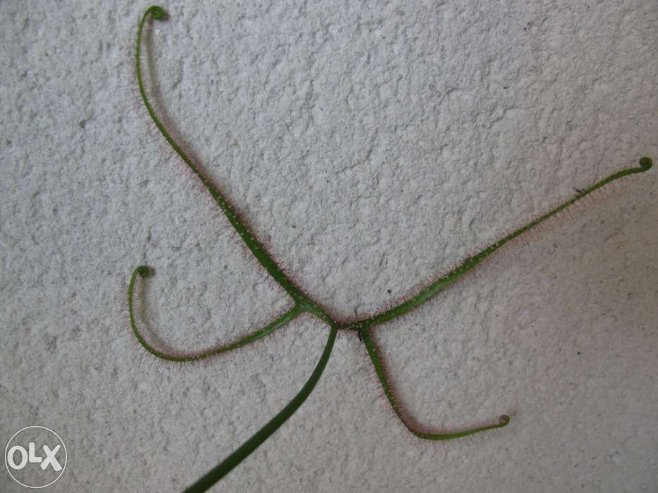 Kit completo para carnívora Drosera Binata var Multifida