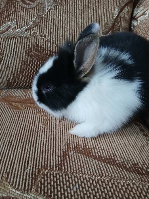 Карликовые кролики