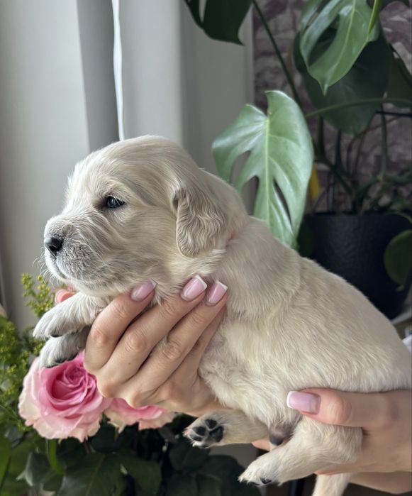Golden Retriever po Championie ZKwP Warszawa odbiór pocz. VI
