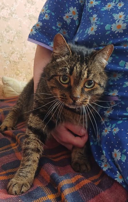 Кастрированный ласковый полосатый котик ищет дом! Котята в хорошие руки!