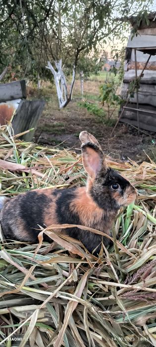 Японський кролик