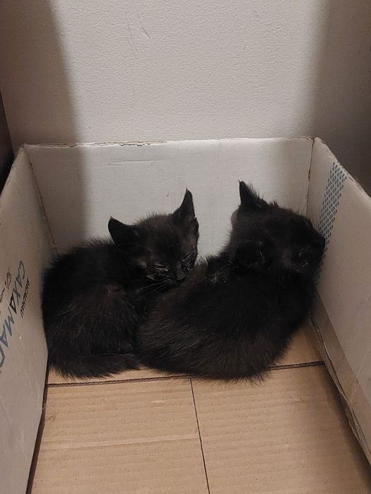 Gatinhos bebés para adoção