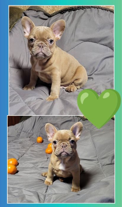 Мальчик мини шоколадик изумительный!