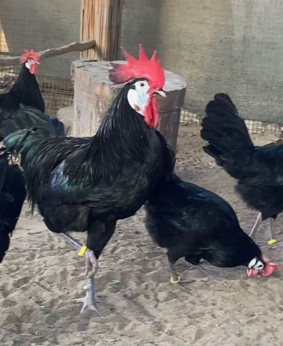 Інкубаційне яйце.Іспанські білолиці кури .