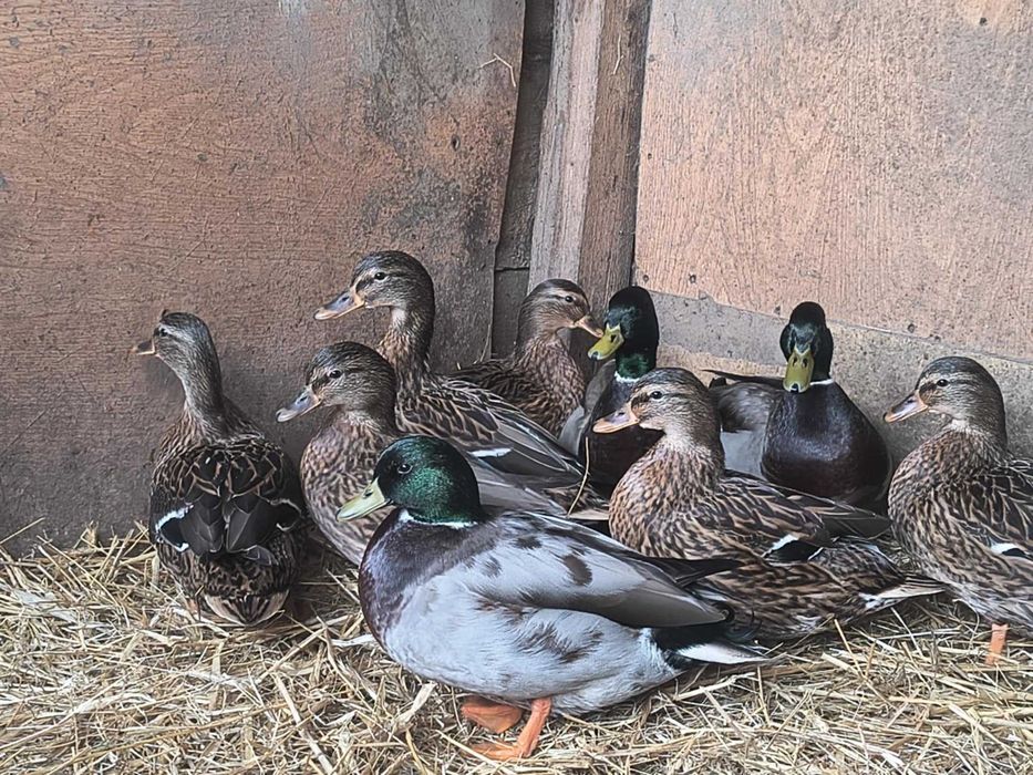 Sprzedam kaczki call duck
