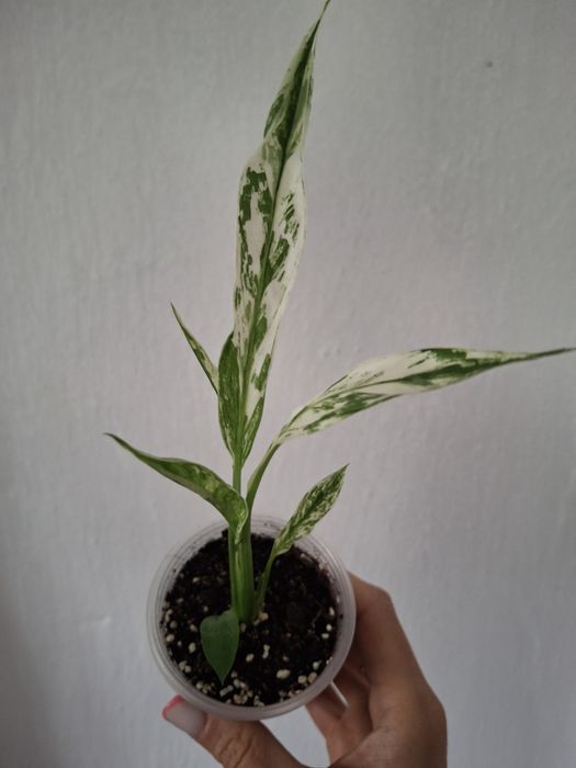 Спатифілум Нью Ван