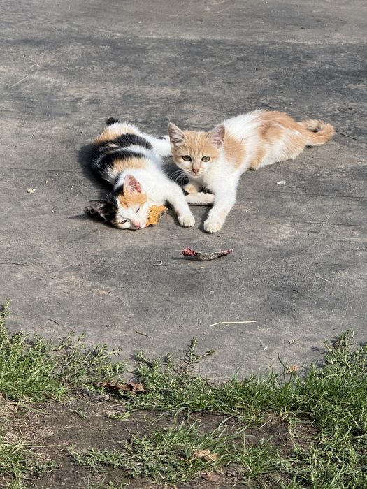 Кошеня, котик, кошенята, котики
