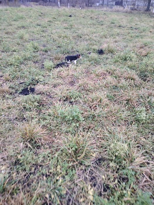 Продам щенків бігля.