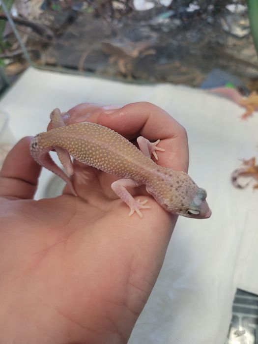 Gekon lamparci w sklep zoologiczny pawik.pl